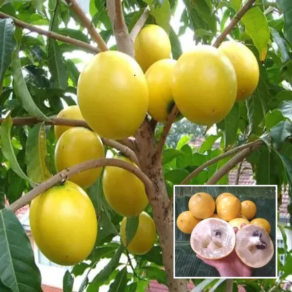 Ripe Caimitillo Star Apple fruit hanging on the perennial tree