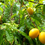 Young Star Apple seedling in a small pot perennial tree
