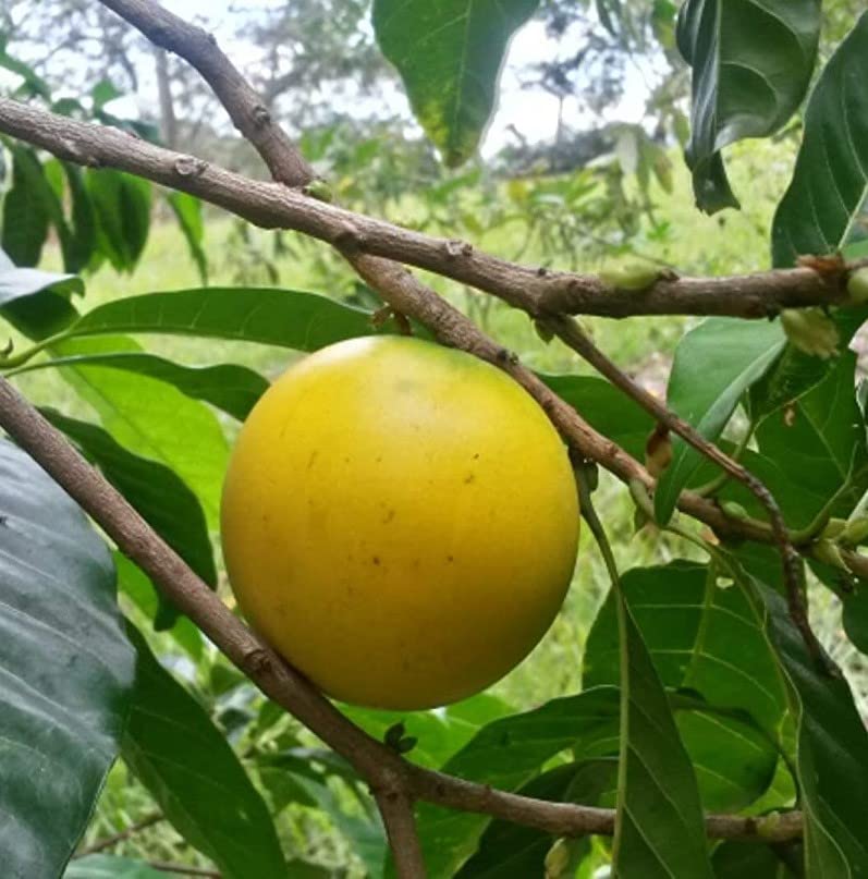 Lush Star Apple tree showing two-toned leaves (green and golden-brown) in tropical garden