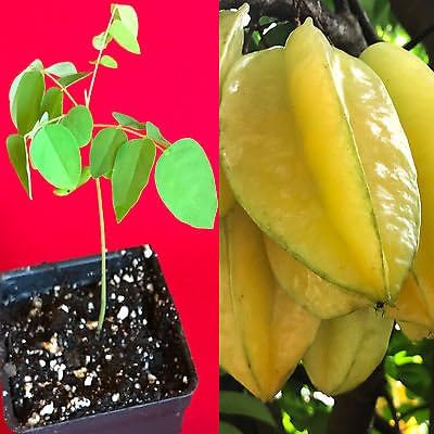 Small Star Fruit seedling growing in a container tropical seeds