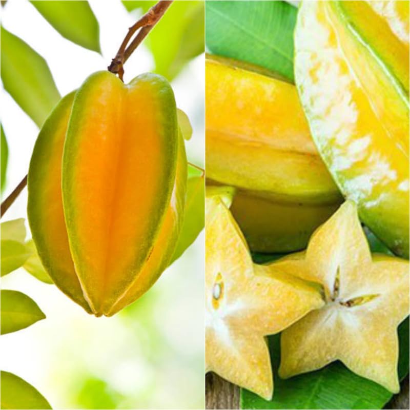Star Fruit perennial tree with dark leaves and pink blossoms