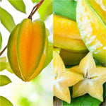 Star Fruit perennial tree with dark leaves and pink blossoms