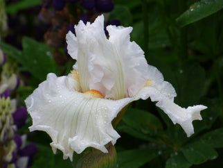 Starlight Parade Tall Bearded Iris