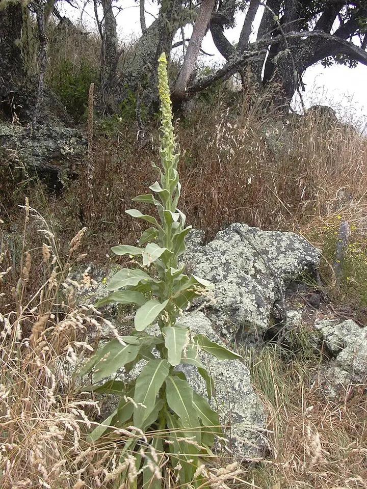 Green Verbascum Thapsus Plant Seeds for Planting - NON GMO Seeds Dhara Seeds