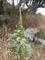 Green Verbascum Thapsus Plant Seeds for Planting - NON GMO Seeds Dhara Seeds