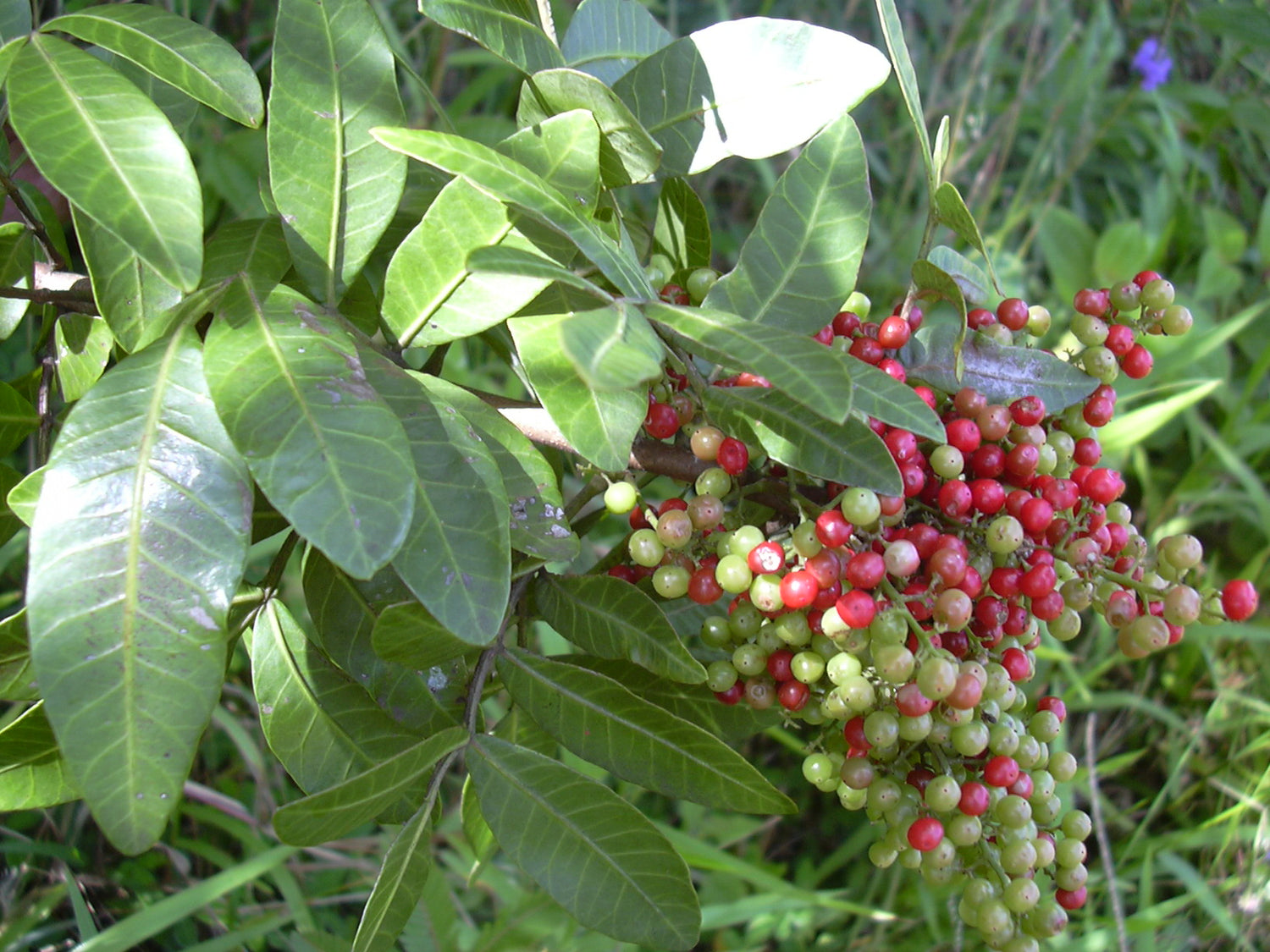 Mixed Terebinthifolius Herb Seeds for Planting- Heirloom & Non-GMO Seeds for planting – Fresh Herb for Your Garden