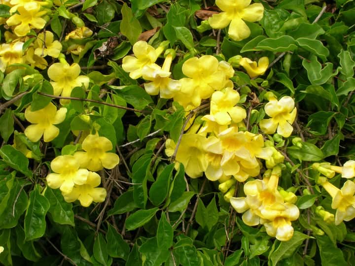 Dolichandra Flower Seeds for Planting – Fast-Growing Climbing Ornamental Blooms