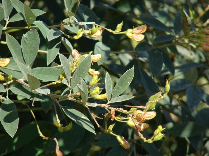 Cajanus Plant Seeds for Planting