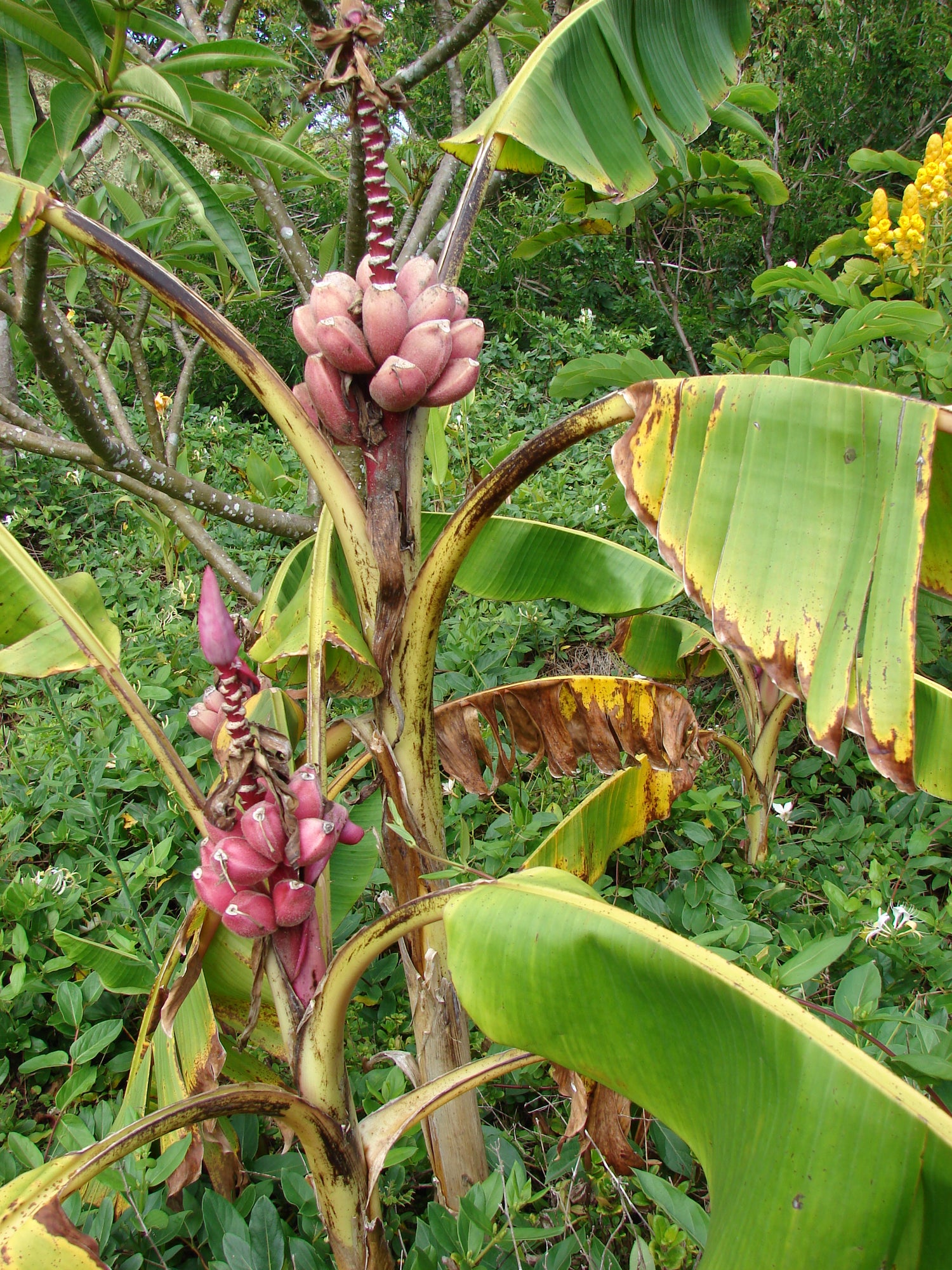 Pink Banana (Musa spp.) – Sweet and Uniquely Colored Banana Variety