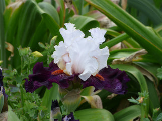 Starring Tall Bearded Iris