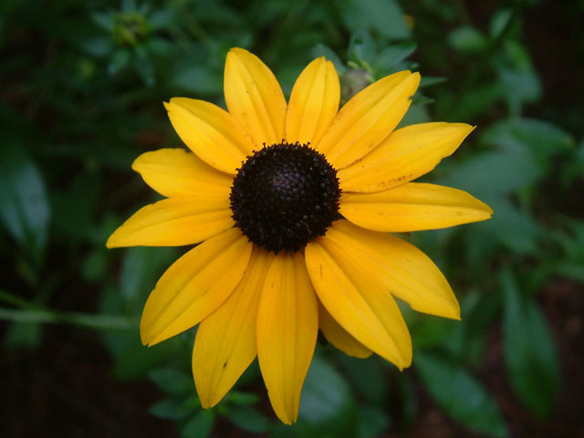 Black Eyed Susan Rudbeckia, Beautiful Flower Seeds for Gardening your Back Yard Space