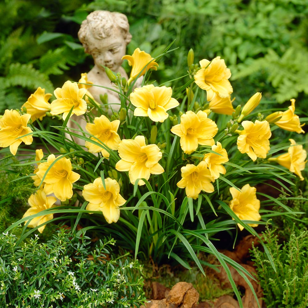 Hemerocallis Stella de Oro