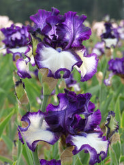 Stepping In - Bonus Tall Bearded Iris