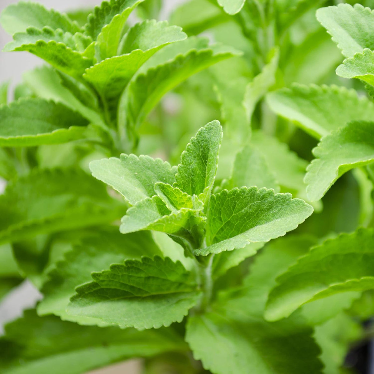 Stevia Herb seeds, Stevia rebaudiana for home garden planting, natural sweetener