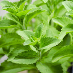 Stevia Herb seeds, Stevia rebaudiana for home garden planting, natural sweetener