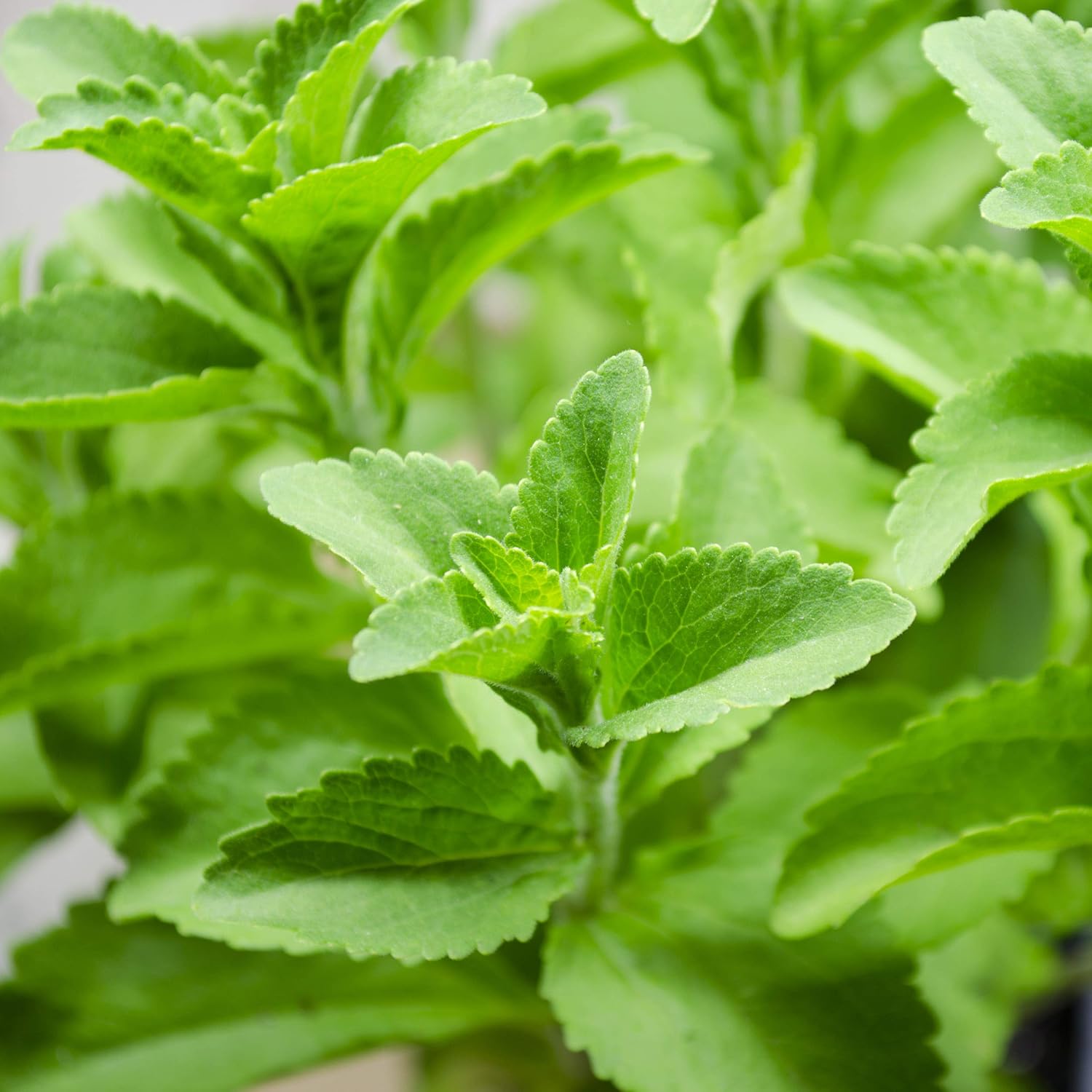 Stevia Herb seeds, Stevia rebaudiana for home garden planting, natural sweetener