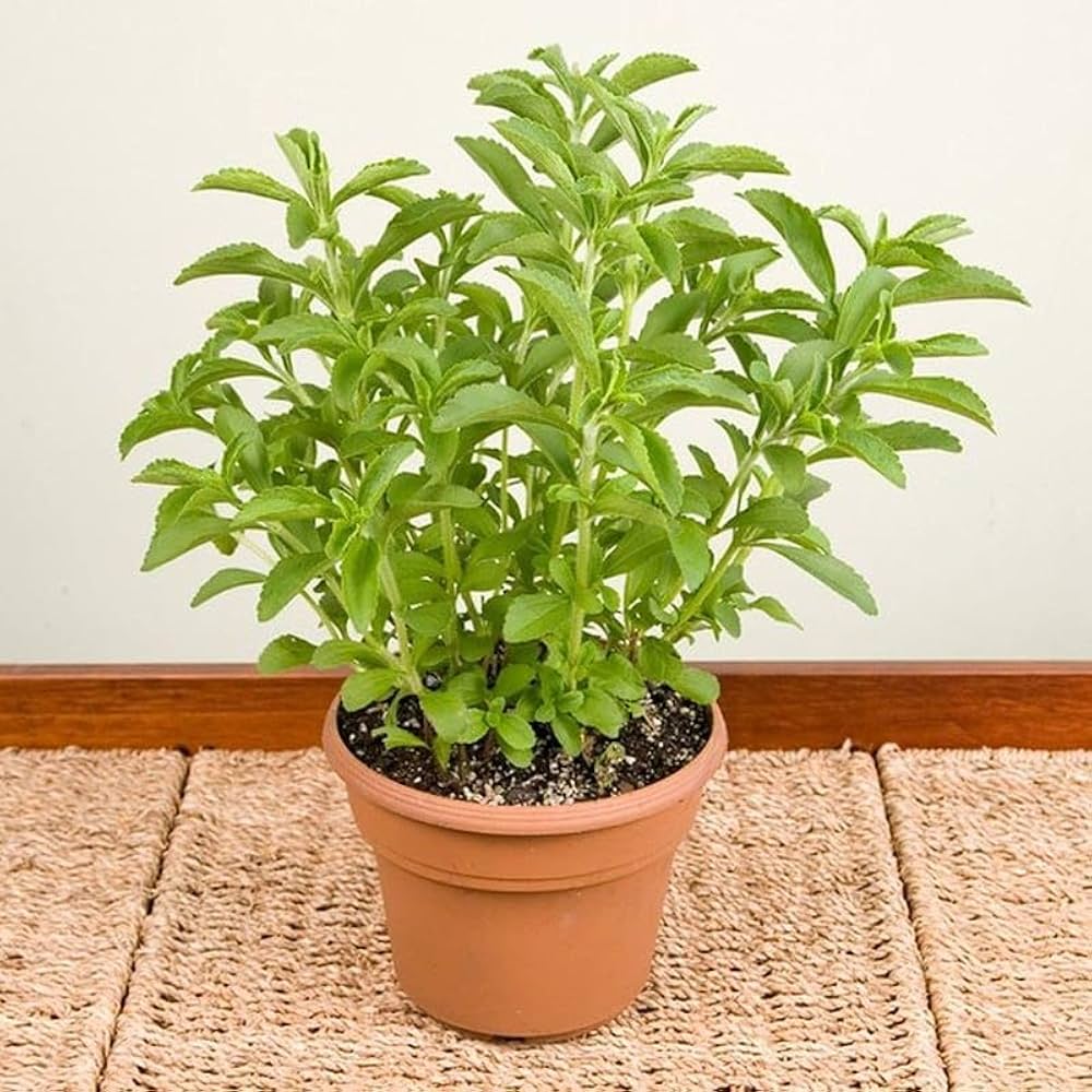 Stevia seeds planting guide, starting indoors for successful germination and growth