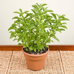 Stevia seeds planting guide, starting indoors for successful germination and growth