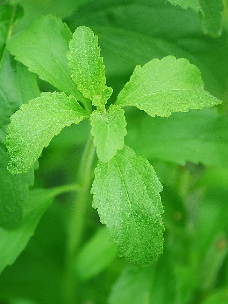 Starleaf Stevia Plant Seeds for Planting-Heirloom & Non-GMO Seeds for planting – Fresh Herb for Your Garden