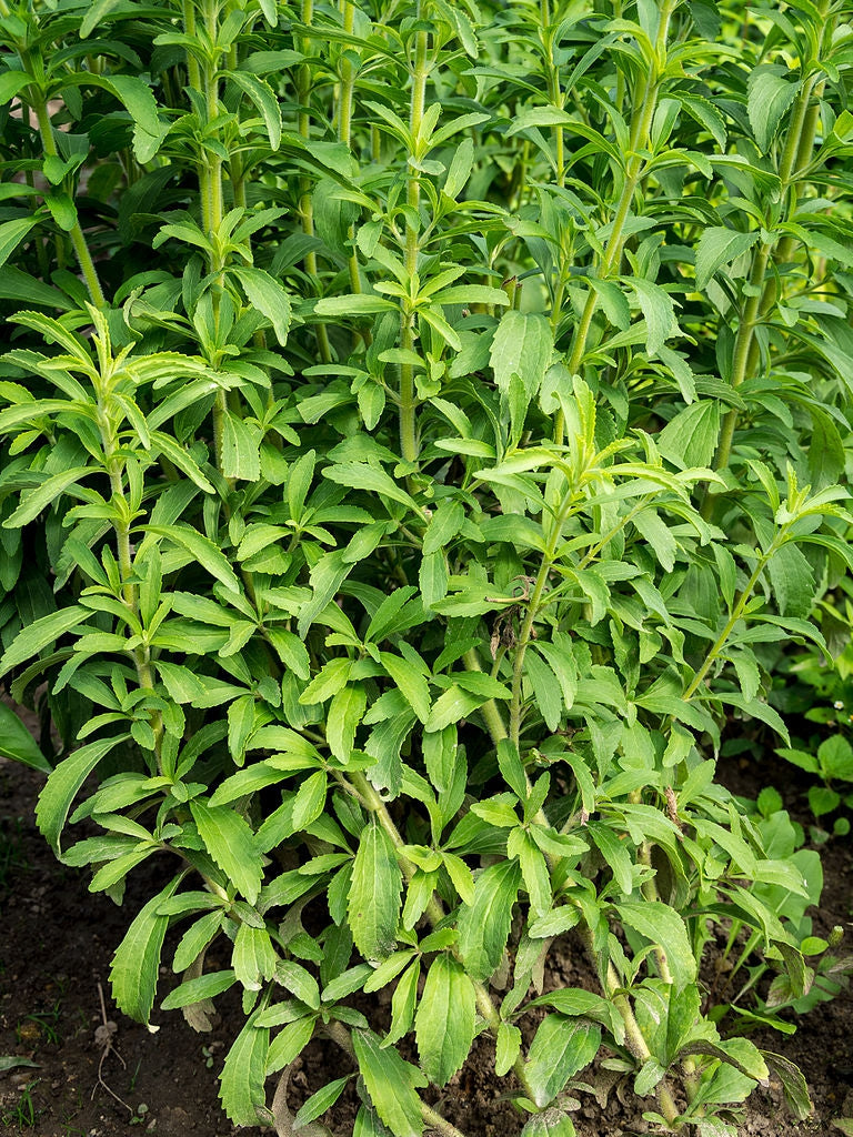 Stevia Rebaudiana Seeds