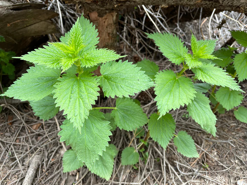 Stinging Nettle Seeds