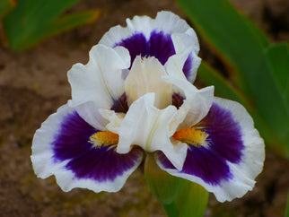 Stop And Stare Dwarf Iris