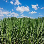 Storage Resistant Hybrid Sweet Corn For Sowing heirloom non-gmo organic garden seeds