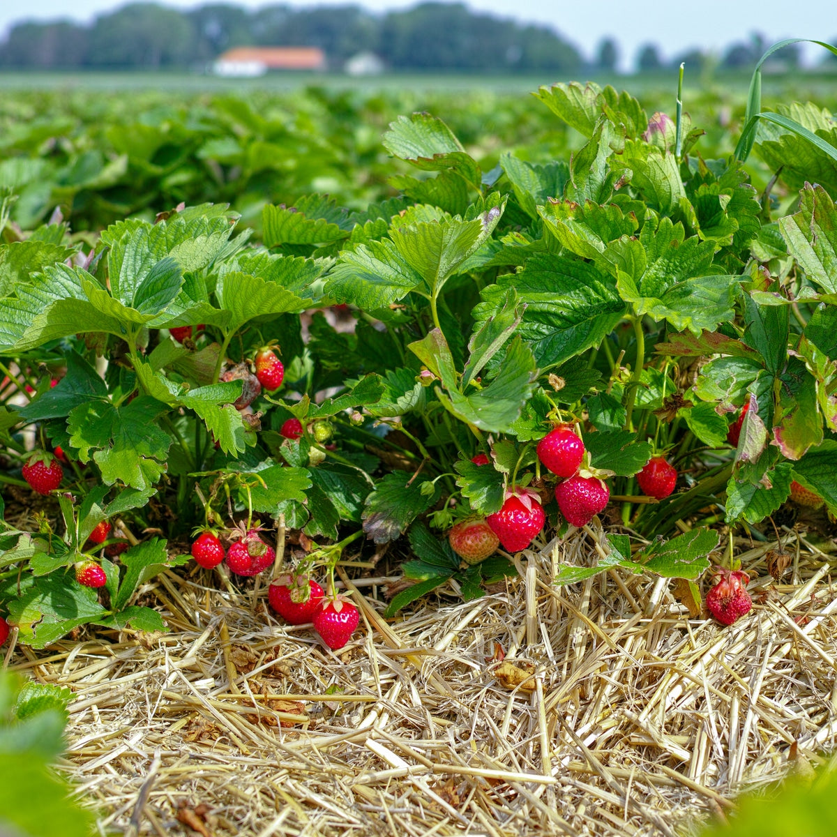 AC Valley Sunset – Spring-Planted Strawberry Seeds