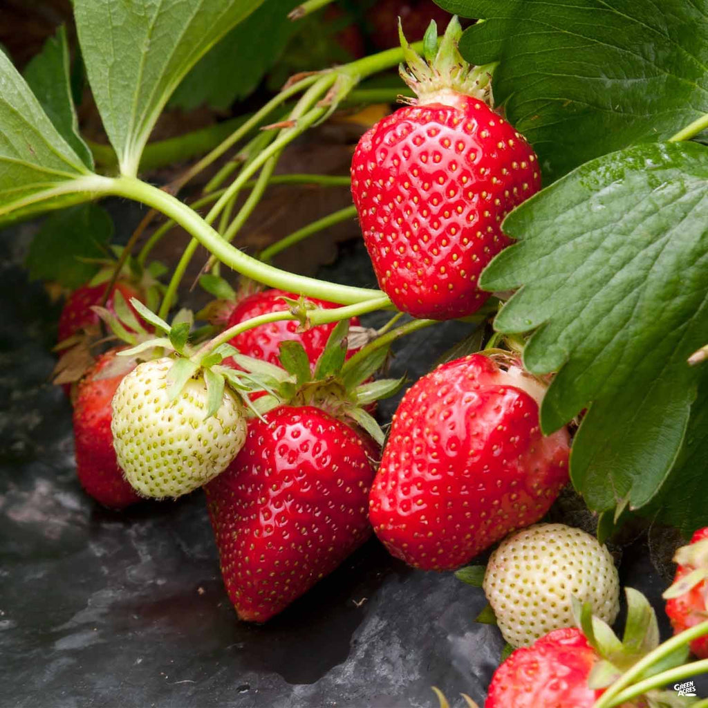 Quinault Strawberry – Sweet, Ever-bearing Delight