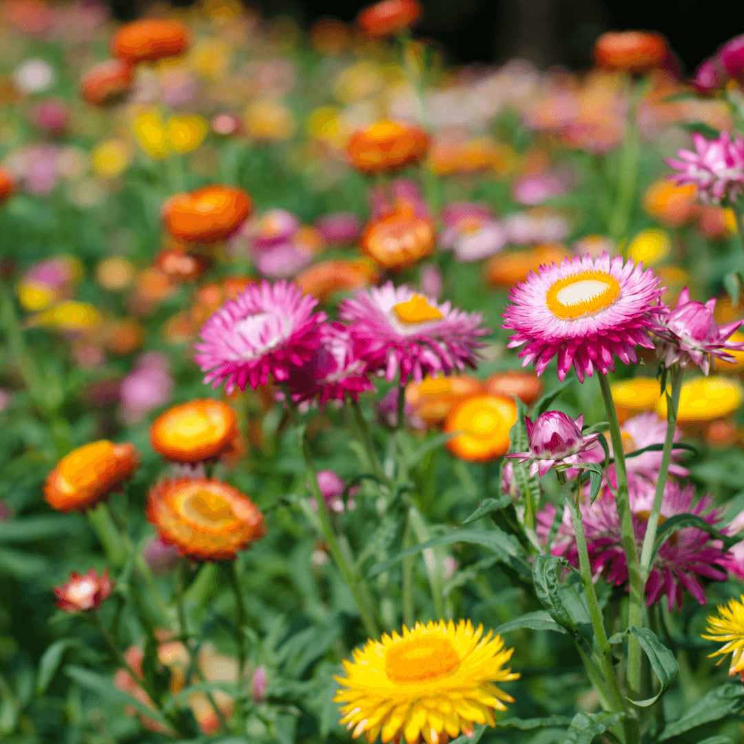 Strawflower (Dwarf) Seeds - Tom Thumb Mix