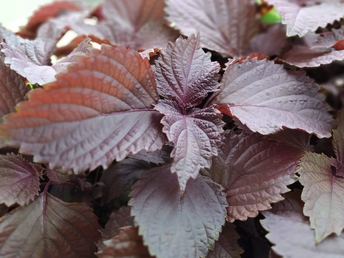 Close-up of striking deep red Shiso foliage in an outdoor herb garden setting.