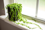 Mature String of Pearls plant thriving indoors in a location with bright, indirect light.