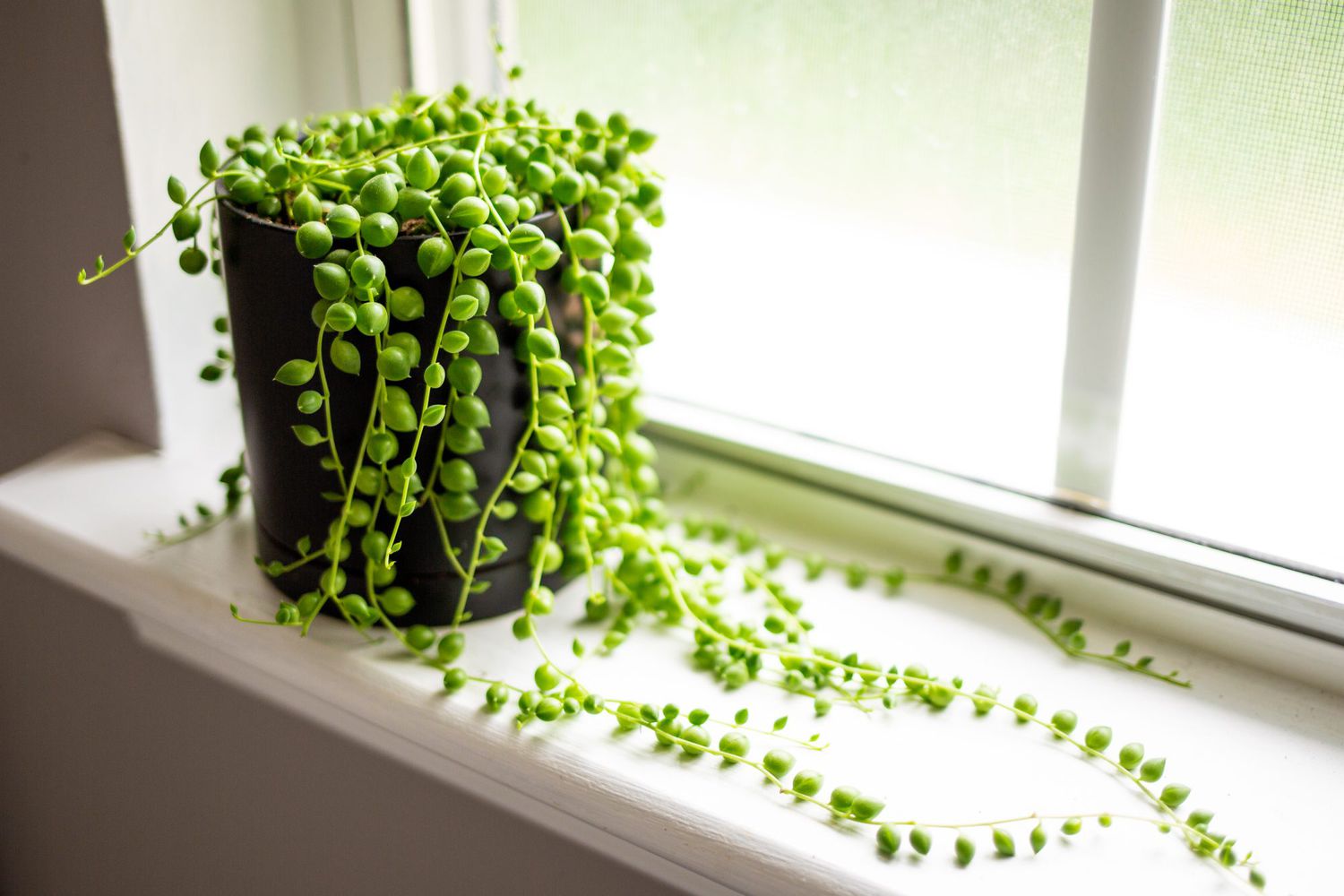 Mature String of Pearls plant thriving indoors in a location with bright, indirect light.