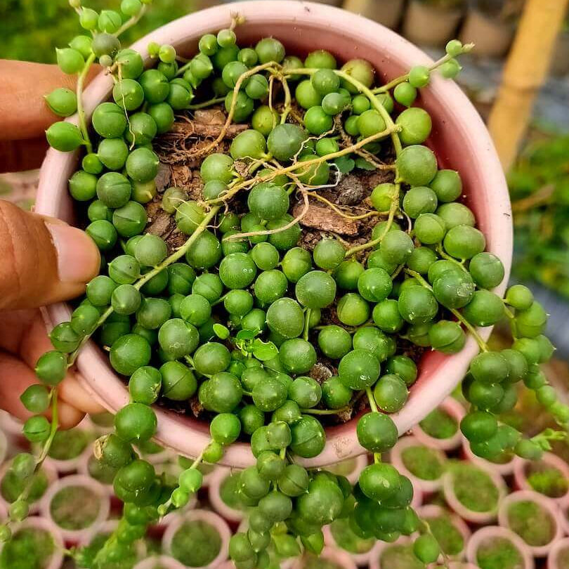 Rare Non-GMO String of Pearls seeds packet (Curio rowleyanus) for planting succulent.