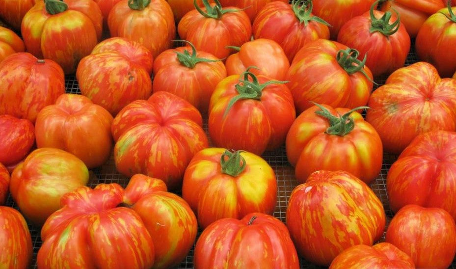 Heirloom Strip Cavern Stuffing Tomato Seeds