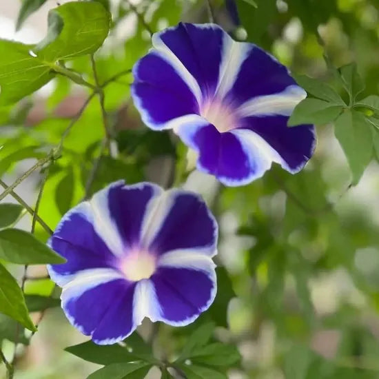 Strong Adaptability, Garden Landscaping, Drought And Saline Resistant Ipomoea heirloom non-gmo organic garden seeds