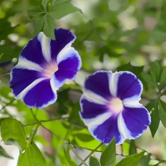 Strong Adaptability, Garden Landscaping, Drought And Saline Resistant Ipomoea – Heirloom, Non-GMO, High Germination Organic Garden Seeds