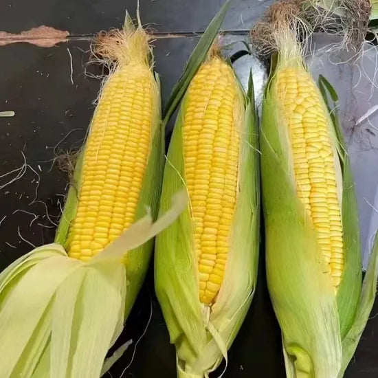 Strong Adaptability Hybrid Sweet Corn For Sowing – Heirloom, Non-GMO, High Germination Organic Garden Seeds