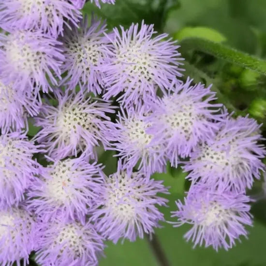 Strong Adaptability, Soil Free, Pruning Tolerant, Ornamental Flower Ageratum heirloom non-gmo organic garden seeds