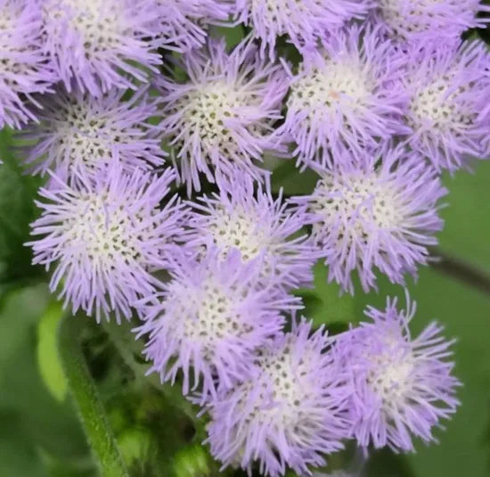 Strong Adaptability, Soil Free, Pruning Tolerant, Ornamental Flower Ageratum – Heirloom, Non-GMO, High Germination Organic Garden Seeds