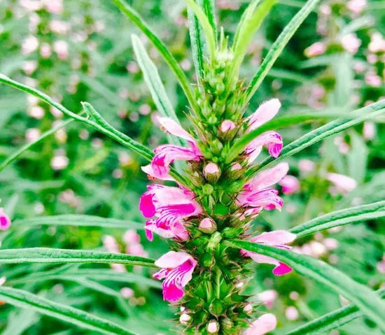 Strong Adaptable Leonurus Japonicus For Sowing heirloom non-gmo organic garden seeds