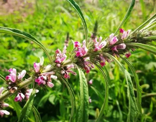 Strong Adaptable Leonurus Japonicus For Sowing – Heirloom, Non-GMO, High Germination Organic Garden Seeds