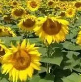 Strong Cold Resistance, Resistant To Lodging Sunflower For Sowing heirloom non-gmo organic garden seeds