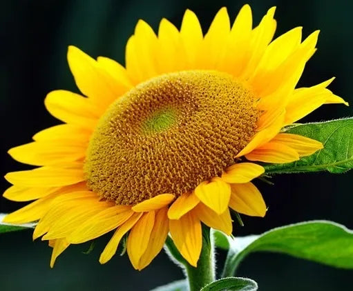 Strong Cold Resistance, Resistant To Lodging Sunflower For Sowing – Heirloom, Non-GMO, High Germination Organic Garden Seeds