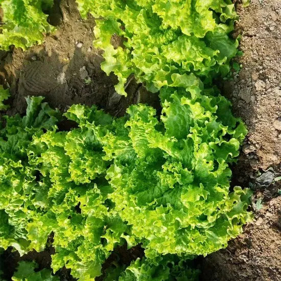 Strong Heat And Cold Resistance Lettuce heirloom non-gmo organic garden seeds