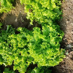 Strong Heat And Cold Resistance Lettuce heirloom non-gmo organic garden seeds
