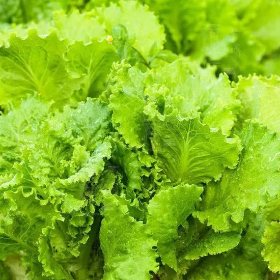 Strong Heat And Cold Resistance Lettuce – Heirloom, Non-GMO, High Germination Organic Garden Seeds