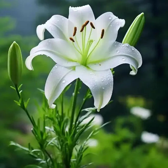 Strong Resistance, Open Pollinated, High Quality Variety Lilium Casa Blanca – Heirloom, Non-GMO, High Germination Organic Garden Seeds