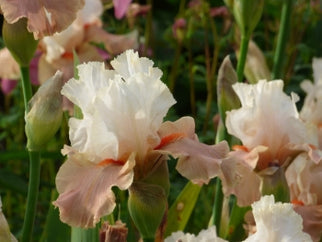 Struck Twice Tall Bearded Iris