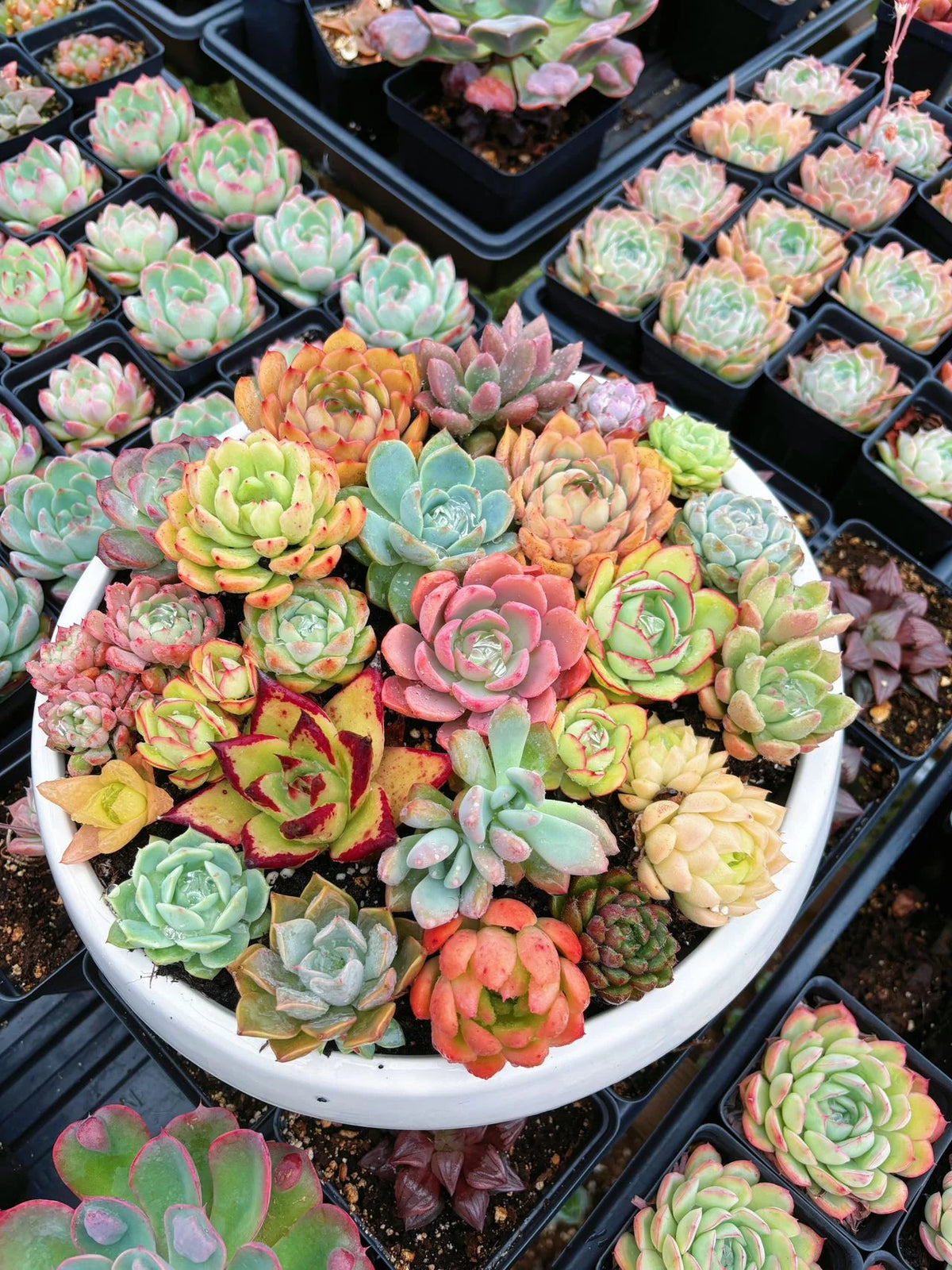 Succulent garden dish display for decorative containers